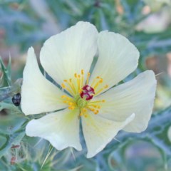 Argemone ochroleuca subsp. ochroleuca (Mexican Poppy, Prickly Poppy) at Dryandra St Woodland - 26 Nov 2020 by ConBoekel