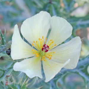 Argemone ochroleuca subsp. ochroleuca at O'Connor, ACT - 26 Nov 2020