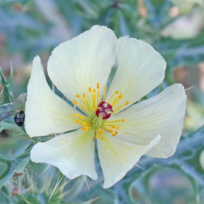 Argemone ochroleuca subsp. ochroleuca (Mexican Poppy, Prickly Poppy) at Dryandra St Woodland - 26 Nov 2020 by ConBoekel