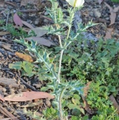 Argemone ochroleuca subsp. ochroleuca at O'Connor, ACT - 26 Nov 2020