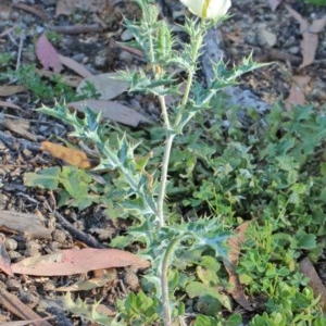 Argemone ochroleuca subsp. ochroleuca at O'Connor, ACT - 26 Nov 2020