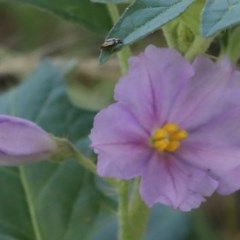 Solanum cinereum (Narrawa Burr) at Dryandra St Woodland - 26 Nov 2020 by ConBoekel