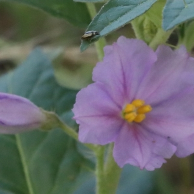 Solanum cinereum (Narrawa Burr) at Dryandra St Woodland - 26 Nov 2020 by ConBoekel