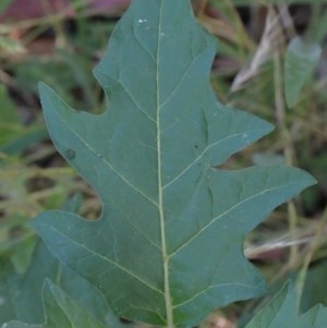 Solanum cinereum at O'Connor, ACT - 26 Nov 2020