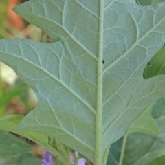 Solanum cinereum at O'Connor, ACT - 26 Nov 2020 09:53 PM