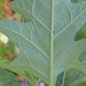 Solanum cinereum at O'Connor, ACT - 26 Nov 2020