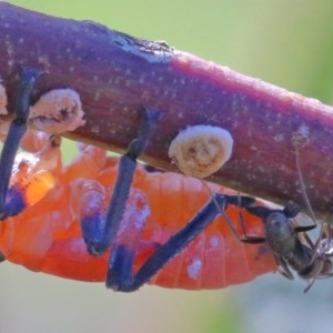 Eurymela fenestrata at O'Connor, ACT - 26 Nov 2020