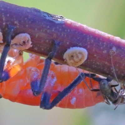 Eurymela fenestrata (Gum tree leafhopper) at O'Connor, ACT - 26 Nov 2020 by ConBoekel