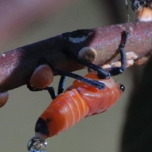 Eurymela fenestrata at O'Connor, ACT - 26 Nov 2020