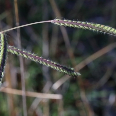 Paspalum dilatatum (Paspalum) at Dryandra St Woodland - 26 Nov 2020 by ConBoekel