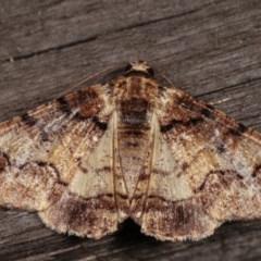 Cryphaea xylina (Woodland Geometrid) at Melba, ACT - 13 Nov 2020 by kasiaaus