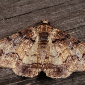 Cryphaea xylina at Melba, ACT - 13 Nov 2020 12:08 PM