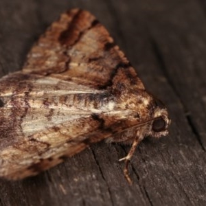 Cryphaea xylina at Melba, ACT - 13 Nov 2020 12:08 PM