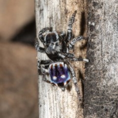 Maratus harrisi (Harris's Peacock spider) at Namadgi National Park - 26 Nov 2020 by DerekC