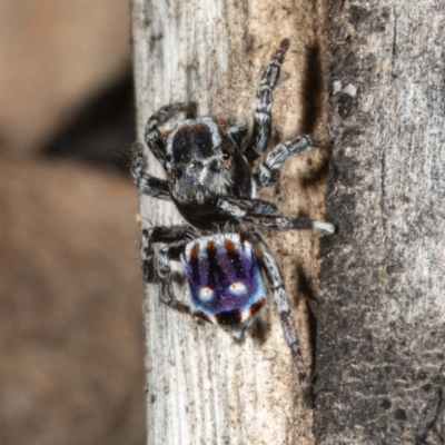 Maratus harrisi (Harris's Peacock spider) at Namadgi National Park - 26 Nov 2020 by DerekC