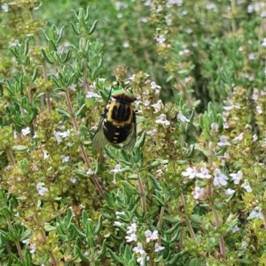 Scaptia sp. (genus) at Weston, ACT - suppressed