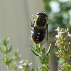 Scaptia sp. (genus) at Weston, ACT - suppressed