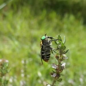 Scaptia sp. (genus) at Weston, ACT - suppressed