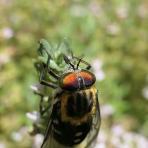 Scaptia sp. (genus) at Weston, ACT - suppressed