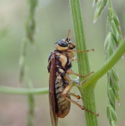 Xyloperga lalage (A perginae sawfly) at Cook, ACT - 6 Nov 2020 by CathB