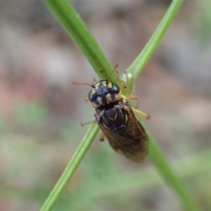 Pergagrapta sp. (genus) at Cook, ACT - 6 Nov 2020