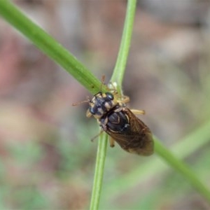 Pergagrapta sp. (genus) at Cook, ACT - 6 Nov 2020