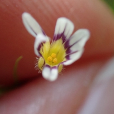 Sisyrinchium rosulatum (Scourweed) at Mount Painter - 7 Nov 2020 by CathB