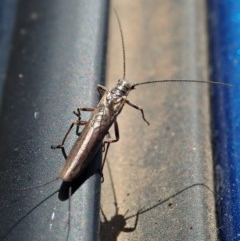 Plecoptera sp. (order) (Unidentified Stone fly) at Paddys River, ACT - 8 Nov 2020 by CathB