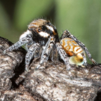 Maratus plumosus (Plumed Peacock Spider) at Tennent, ACT - 15 Oct 2020 by DerekC