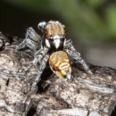 Maratus plumosus at Tennent, ACT - 15 Oct 2020 12:12 AM