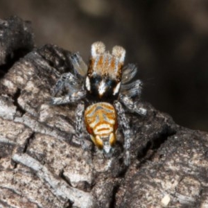 Maratus plumosus at Tennent, ACT - 15 Oct 2020 12:12 AM