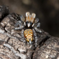 Maratus plumosus at Tennent, ACT - 15 Oct 2020