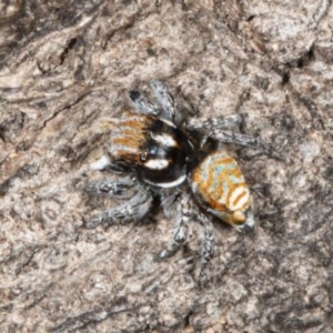 Maratus plumosus at Tennent, ACT - 15 Oct 2020 12:12 AM