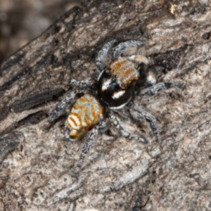 Maratus plumosus at Tennent, ACT - 15 Oct 2020 12:12 AM