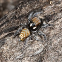 Maratus plumosus at Tennent, ACT - 15 Oct 2020