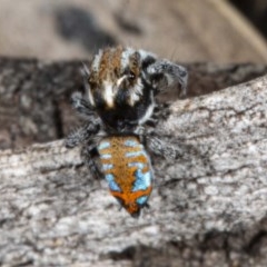 Maratus calcitrans (Kicking peacock spider) at Mount Jerrabomberra QP - 2 Nov 2020 by DerekC