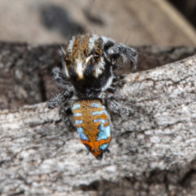 Maratus calcitrans (Kicking peacock spider) at Mount Jerrabomberra - 2 Nov 2020 by DerekC