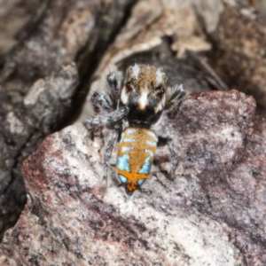 Maratus calcitrans at Jerrabomberra, NSW - 2 Nov 2020