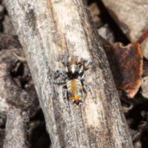 Maratus calcitrans at Jerrabomberra, NSW - 2 Nov 2020