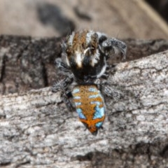 Maratus calcitrans at Jerrabomberra, NSW - 2 Nov 2020