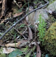 Corysanthes sp. (A Helmet Orchid) at Paddys River, ACT - 8 Nov 2020 by CathB