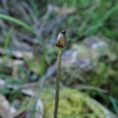 Corysanthes sp. at suppressed - 9 Nov 2020