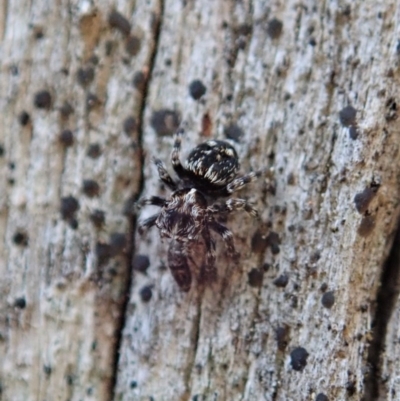 Unverified Spider at Paddys River, ACT - 9 Nov 2020 by CathB