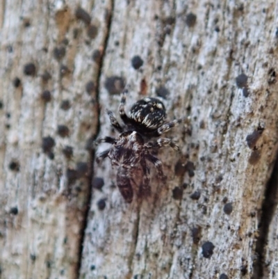 Unidentified Spider (Araneae) at Tidbinbilla Nature Reserve - 8 Nov 2020 by CathB