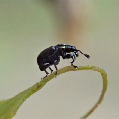 Euops sp. (genus) (A leaf-rolling weevil) at Holt, ACT - 11 Nov 2020 by CathB