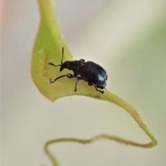 Euops sp. (genus) at Holt, ACT - 11 Nov 2020