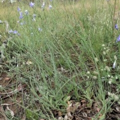 Wahlenbergia stricta subsp. stricta (Tall Bluebell) at Cook, ACT - 12 Nov 2020 by CathB