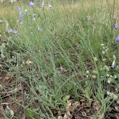 Wahlenbergia stricta subsp. stricta (Tall Bluebell) at Cook, ACT - 11 Nov 2020 by CathB