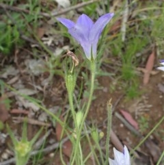 Wahlenbergia stricta subsp. stricta at Cook, ACT - 12 Nov 2020
