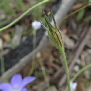 Wahlenbergia stricta subsp. stricta at Cook, ACT - 12 Nov 2020 06:24 AM